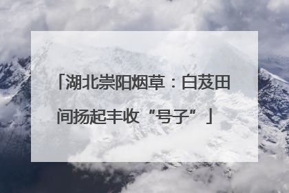 湖北崇阳烟草：白芨田间扬起丰收“号子”