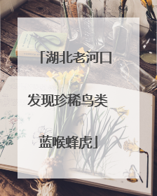 湖北老河口发现珍稀鸟类蓝喉蜂虎