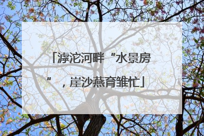 滹沱河畔“水景房”，崖沙燕育雏忙