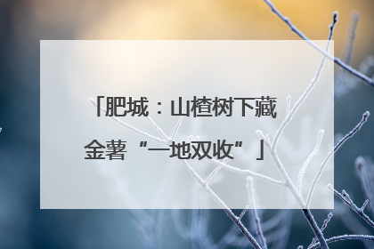 肥城：山楂树下藏金薯“一地双收”