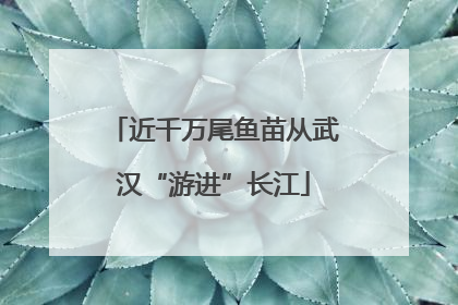 近千万尾鱼苗从武汉“游进”长江