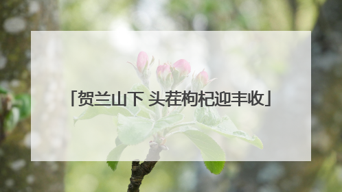 贺兰山下 头茬枸杞迎丰收