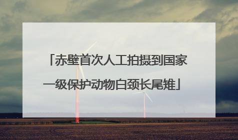 赤壁首次人工拍摄到国家一级保护动物白颈长尾雉