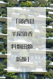 郧西县羊尾镇香料烟田焕新颜