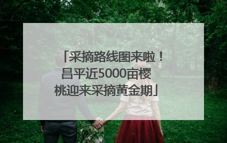 采摘路线图来啦！昌平近5000亩樱桃迎来采摘黄金期