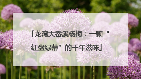 龙湾大岙溪杨梅：一颗“红盘绿蒂”的千年滋味
