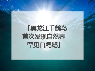 黑龙江千鹤岛首次发现自然界罕见白鸬鹚