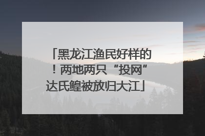 黑龙江渔民好样的！两地两只“投网”达氏鳇被放归大江