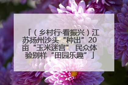 （乡村行·看振兴）江苏扬州沙头“种出”20亩“玉米迷宫” 民众体验别样“田园乐趣”