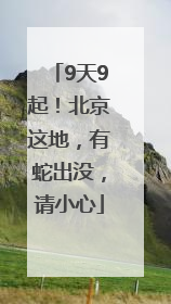 9天9起！北京这地，有蛇出没，请小心